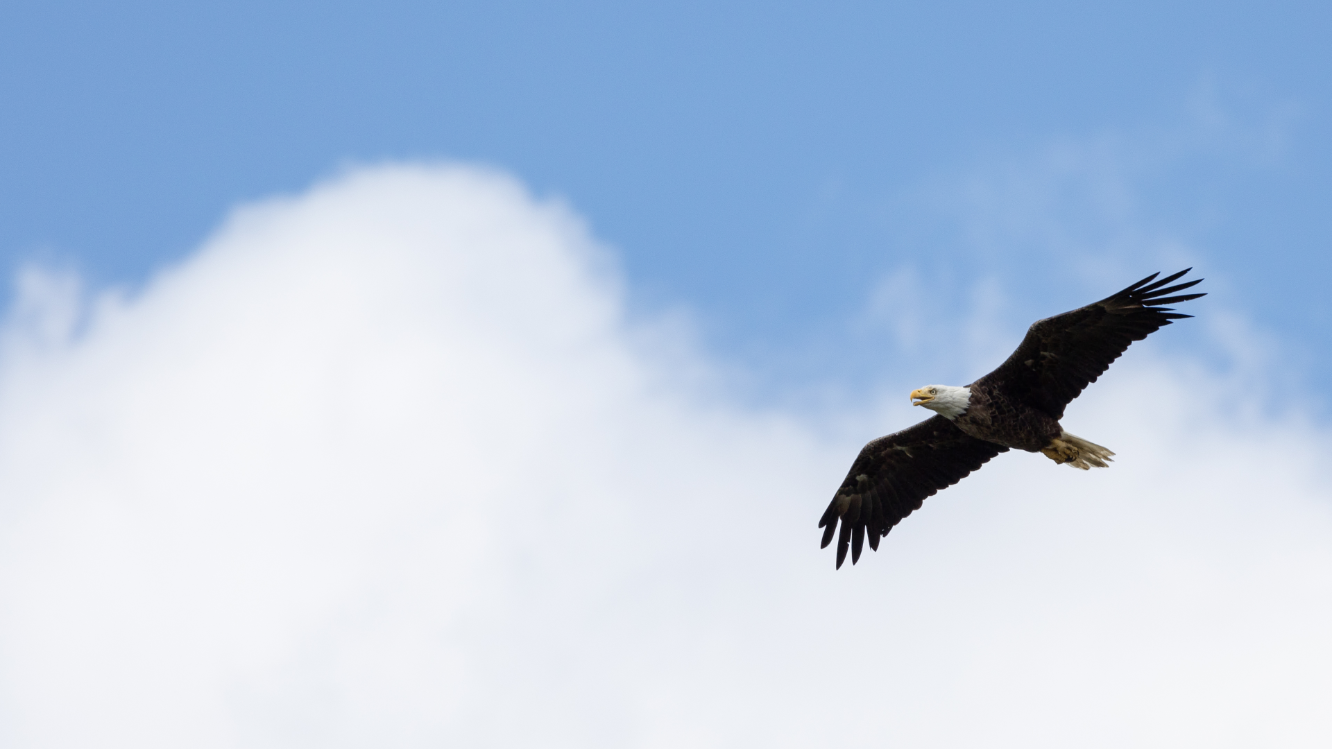 A bald eagle in flight against a partly cloudy blue sky